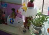 幼儿园活动区布置：自然角——大萝卜