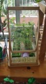 幼儿园活动区布置：自然角——植物生长箱