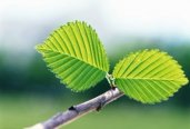 如何观察植物——叶