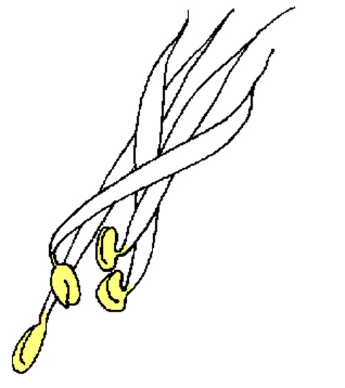 ˼ʻѿ