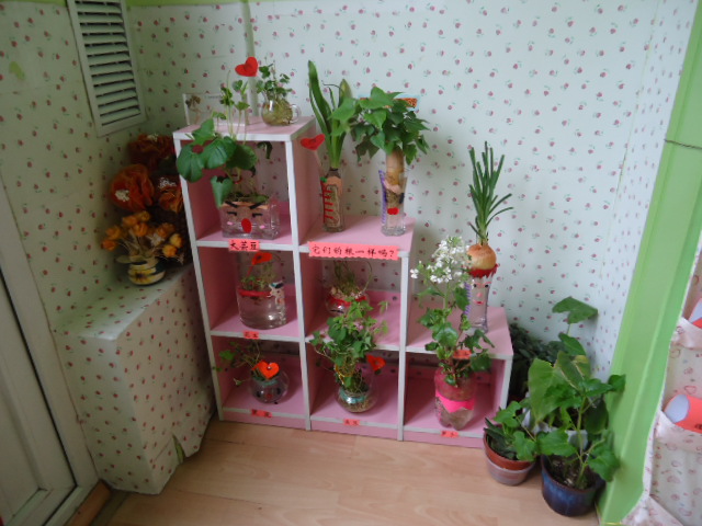 幼儿园活动区布置:自然角——观察植物的根